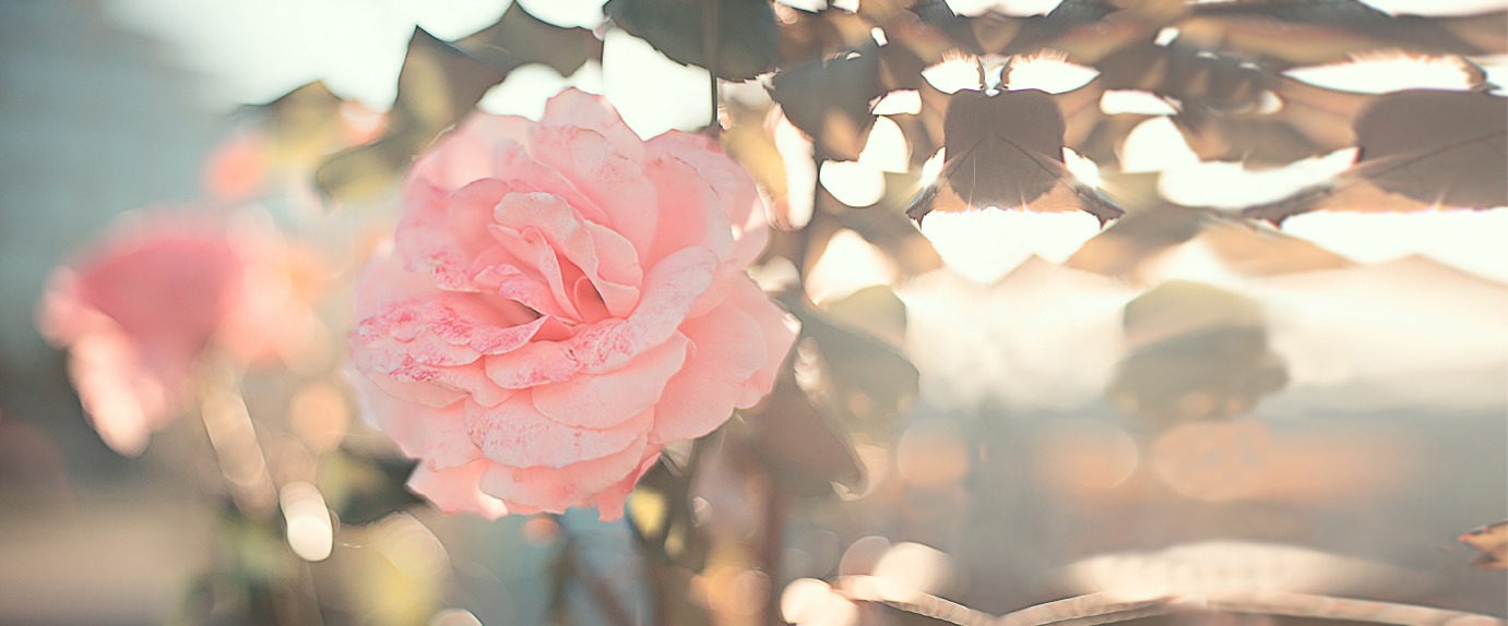 ヒーリングサロンのお庭のバラ