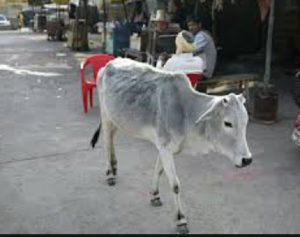 インドで道端をあるく牛