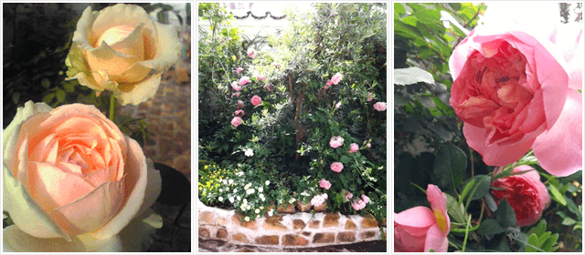 お庭のバラの写真